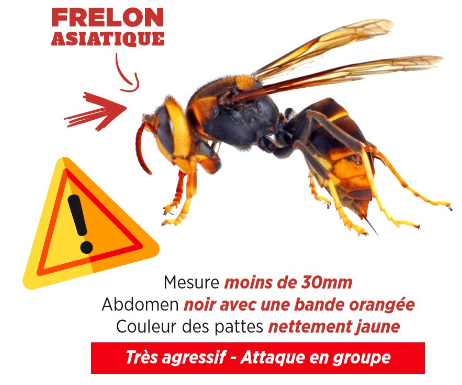 Frelon asiatique : toute la France est colonisée