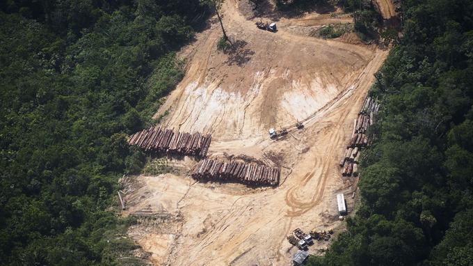 La France épinglée pour l’importation de bois illégal en provenance d’Amazonie