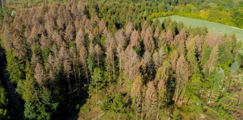 A l’heure où l’Amazonie brûle, alerte sur les forêts françaises