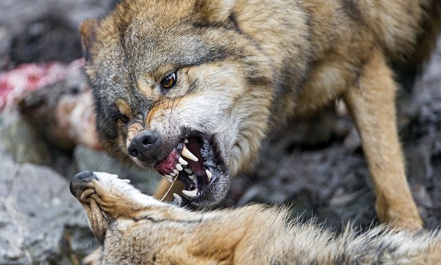 Le loup et le chien : la fable de la démocratie