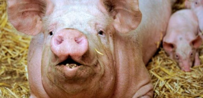 Embryons hybrides homme-animal : épargnez les animaux !