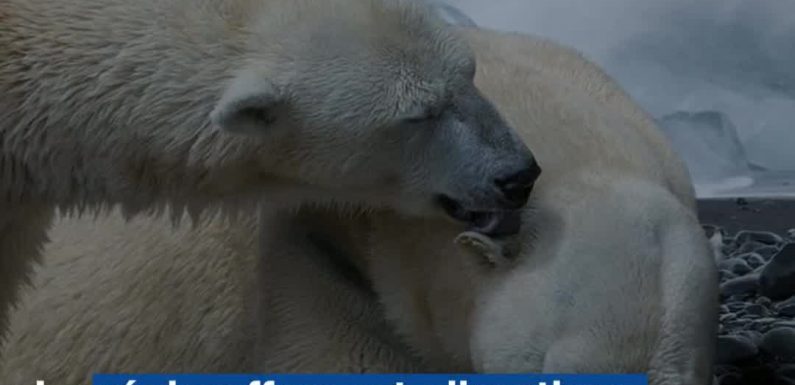 VIDEO. Les catastrophes climatiques se multiplient sur la planète