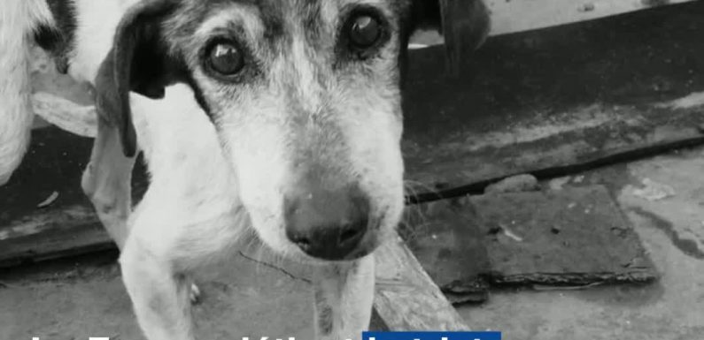 VIDEO. Abandon d’animaux: «Les gens ne se renseignent pas suffisamment avant d’acquérir un animal»