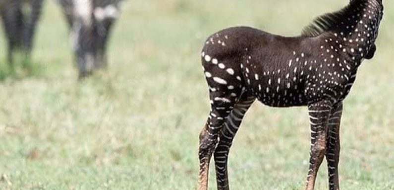 Kenya: Excitement As Rare ‘Blacker’ Zebra Spotted in Maasai Mara