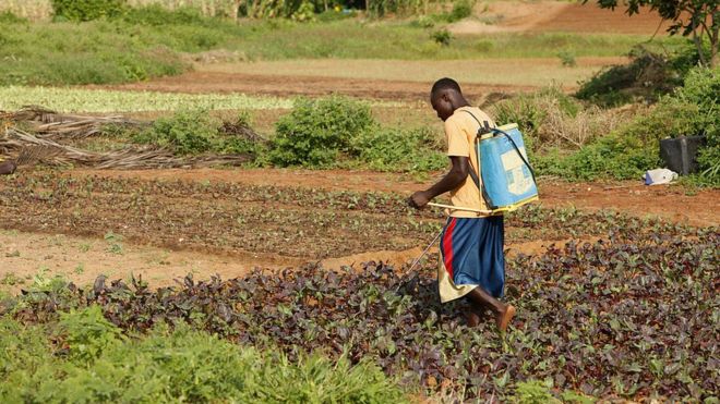 18 morts suite à la consommation d’aliments contaminés aux pesticides au Burkina Faso