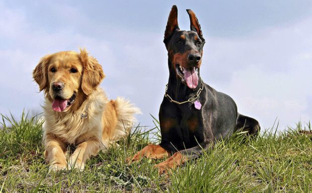 GB : L’interdiction de manger du chien bloquée par le ministère de la Justice par crainte d’offenser les populations d’Extrême-Orient.