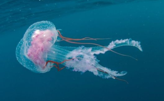 « Pour survivre, on a dû se nourrir de méduses » : le calvaire de Mohammad migrant soudanais qui a tenté la traversée vers l’Europe