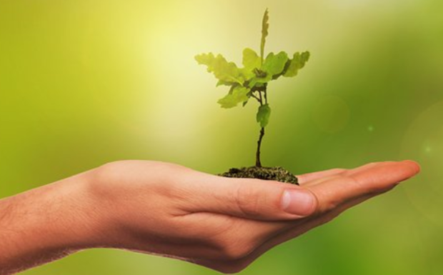 Europe : 42 % des espèces d’arbres menacées d’extinction