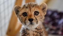 The ultra-rich are illegally buying cheetahs as pets and it’s leading to their extinction