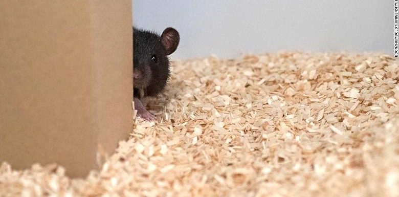 Fancy a game of hide and squeak? Rats love to play, scientists find