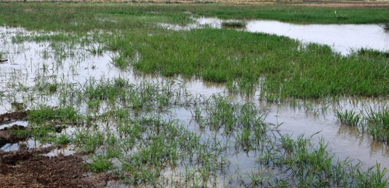 La guerre de l’eau menée par la Turquie vise l’agriculture au nord de la Syrie