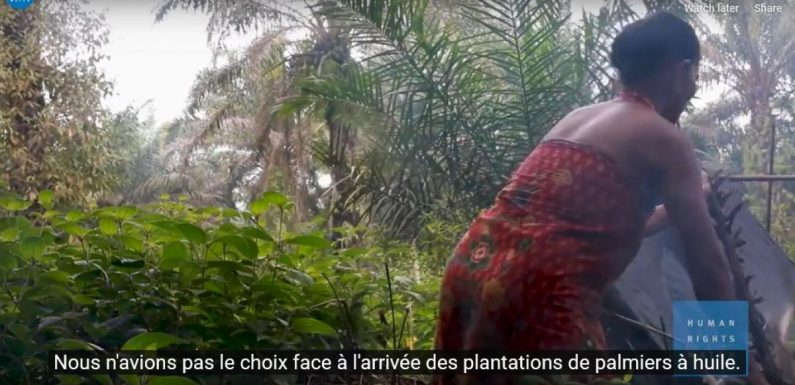 Indonésie : Les peuples autochtones perdent leurs forêts