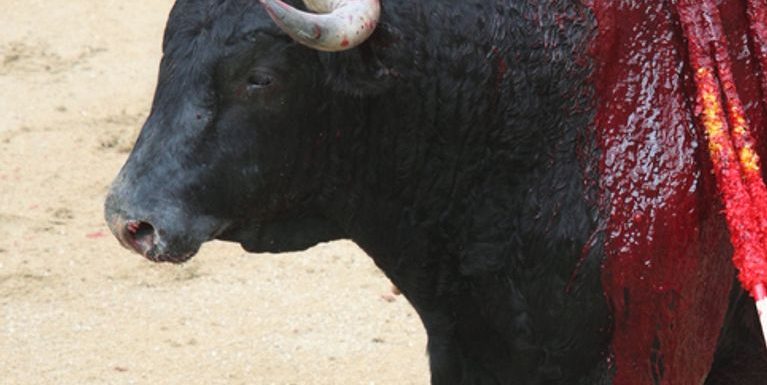Une tribune réclame la création d’un ministère de la protection animale