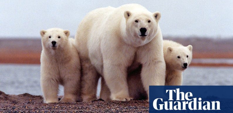 Trump opens protected Alaskan Arctic refuge to oil drillers