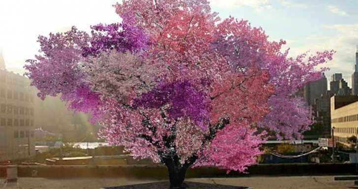 Voici l’arbre de Frankenstein : l’incroyable plante qui produit 40 sortes de fruits différents