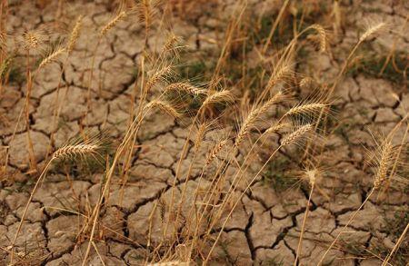 60 % des zones de culture du blé pourraient être touchées par la sécheresse d’ici la fin du siècle