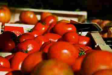 Une entreprise agro-alimentaire jugée pour tromperie sur l’origine de ses tomates