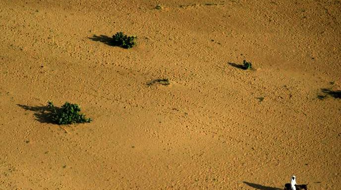 Au Tchad, la sécheresse décime les récoltes et fait craindre une explosion de l’insécurité alimentaire