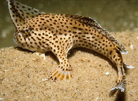 Handfish