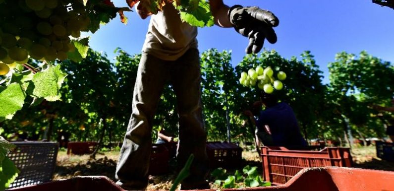 Les vignerons peuvent désormais proposer aux touristes de faire les vendanges en toute légalité