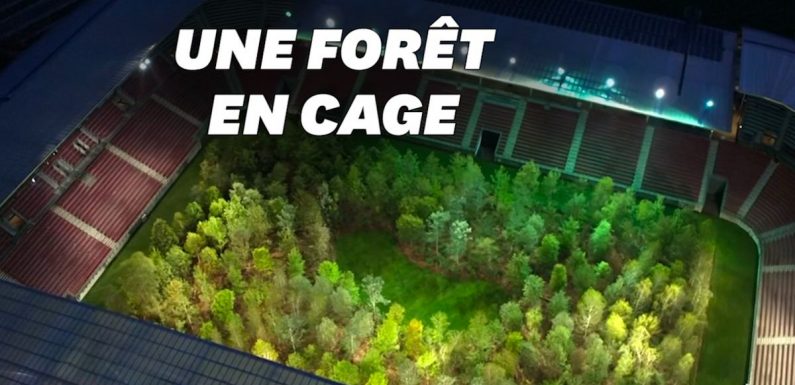 Cet artiste a créé une forêt de 300 arbres… dans un stade de foot