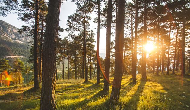 Le Danemark a organisé le premier téléthon du climat pour planter plus de 900.000 arbres