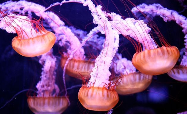 Les méduses, vraies gagnantes de l’activité humaine sur les océans