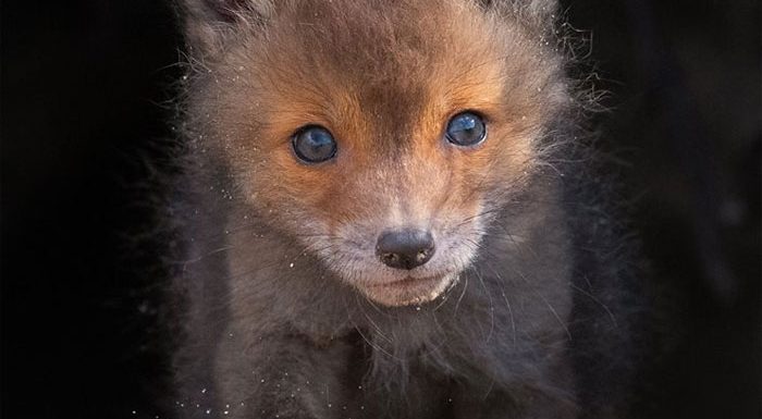 Dick van Duijn immortalise des moments précieux qui se passent dans la nature