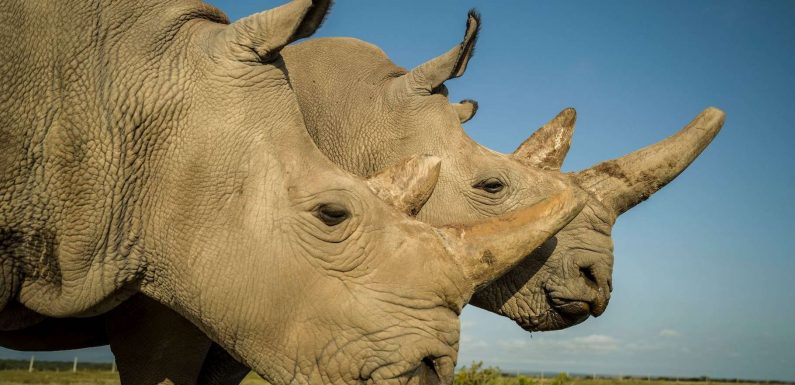 Rhinocéros blancs du Nord : l’espoir de les ressusciter renaît