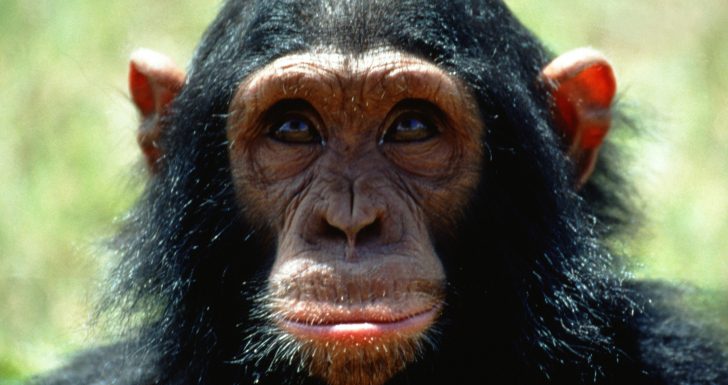 Une grande majorité de singes refuse toujours de croire que l’Homme descend d’eux