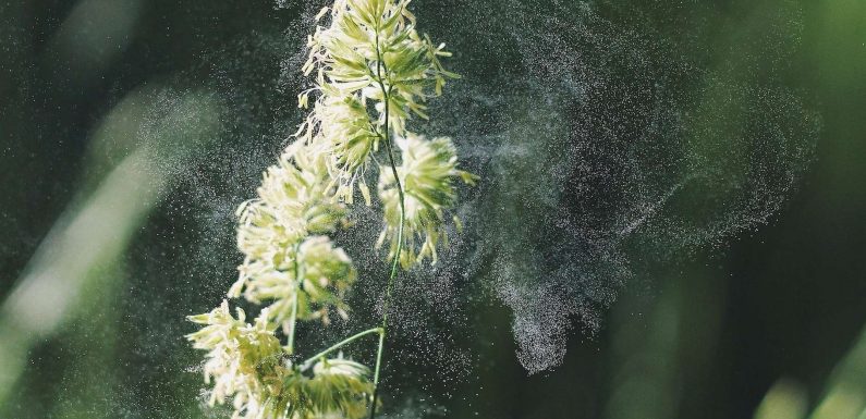 Du pollen pour absorber les substances toxiques de l’eau polluée