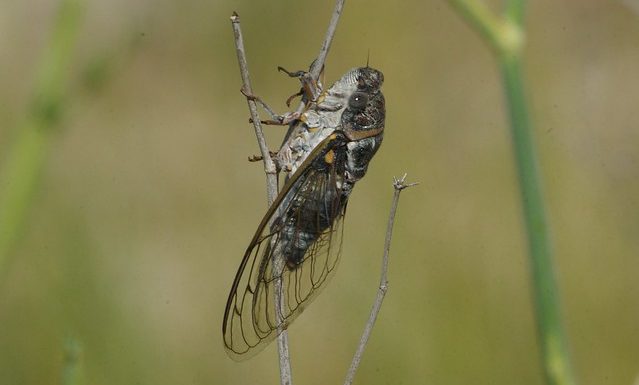 Retraites : la cigale française se moque des fourmis