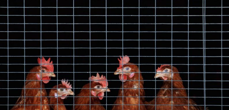 L’antibiorésistance chez les animaux d’élevage s’aggrave