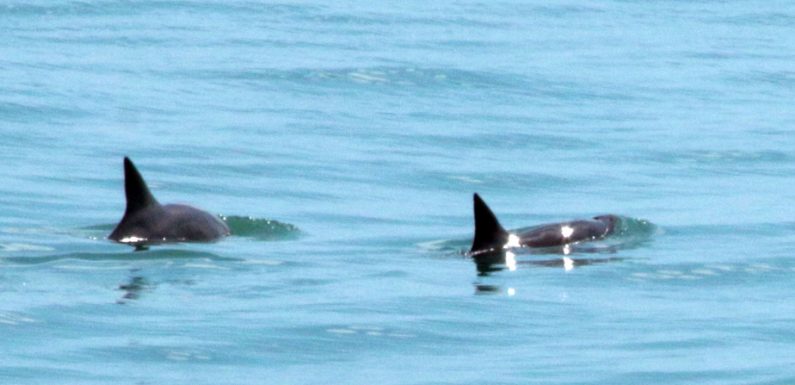 Six marsouins d’une espèce classée en danger d’extinction repérés