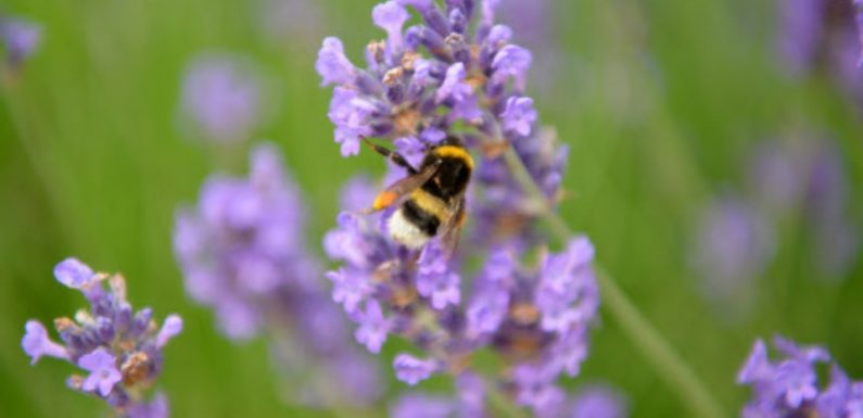 Apiculture : Des milliers d’abeilles ont souffert de la canicule dans le sud de la France