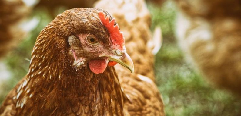 Alsace : Des particuliers sauvent 240 poules de l’abattoir