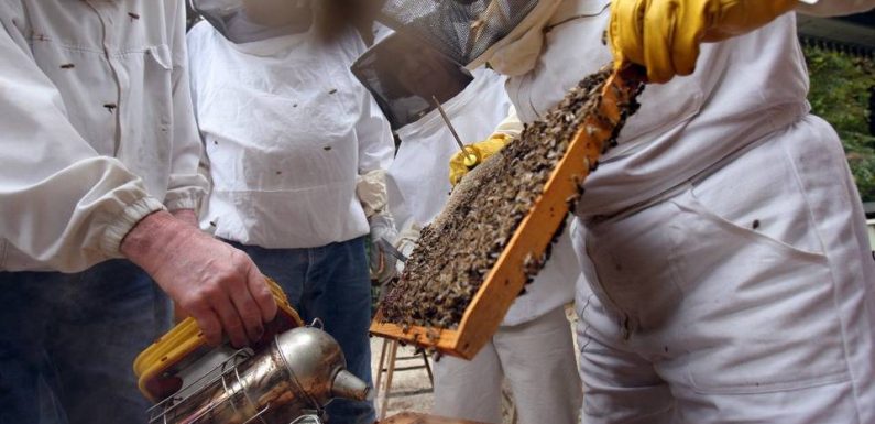 Lyon : L’installation de ruchers refusée sur le domaine public, un plus pour la biodiversité ?