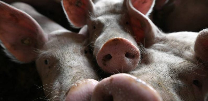 Chine : Contre la peste porcine, Pékin sort 10.000 tonnes de viande de sa réserve stratégique