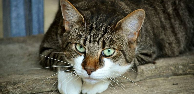 Bas-Rhin: L’accusé condamné à deux mois avec sursis pour actes de cruauté envers la chatte Rosa