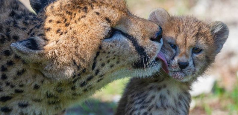 Aude: Cinq bébés guépards sont nés à la Réserve africaine de Sigean
