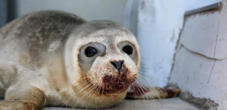 Dunkerque : Un pêcheur recherché pour avoir frappé un bébé phoque