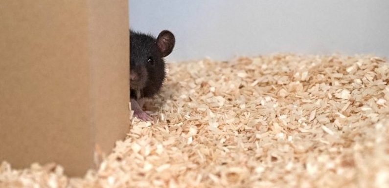 Des scientifiques apprennent à des rats à jouer à cache-cache