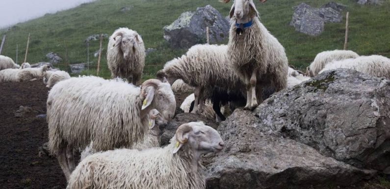 Pyrénées : Une cinquantaine de brebis mortes, 300 portées disparues et l’ours comme suspect principal