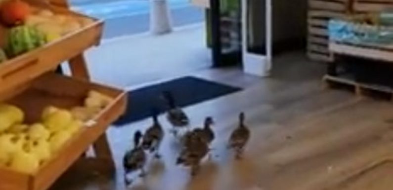 VIDEO. Pyrénées-Orientales : Des canards s’introduisent dans un magasin bio pour manger des graines
