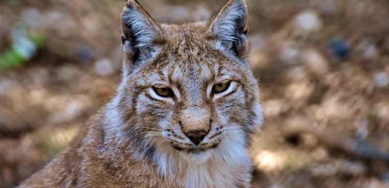 Jura : Un appel aux dons pour Mona, une femelle lynx victime d’un accident de voiture