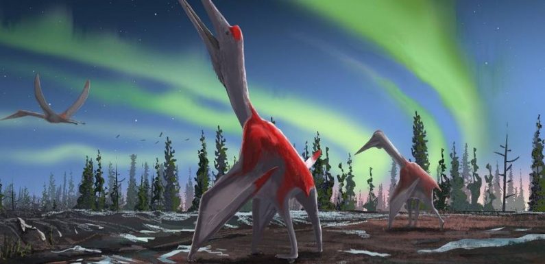 L’un des plus gros animaux volants de l’histoire identifié au Canada