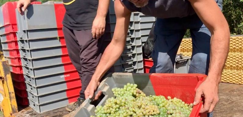 VIDEO. Vins de Bordeaux : Après une année à « zéro bouteille », quel millésime pour le Château Guiraud ?