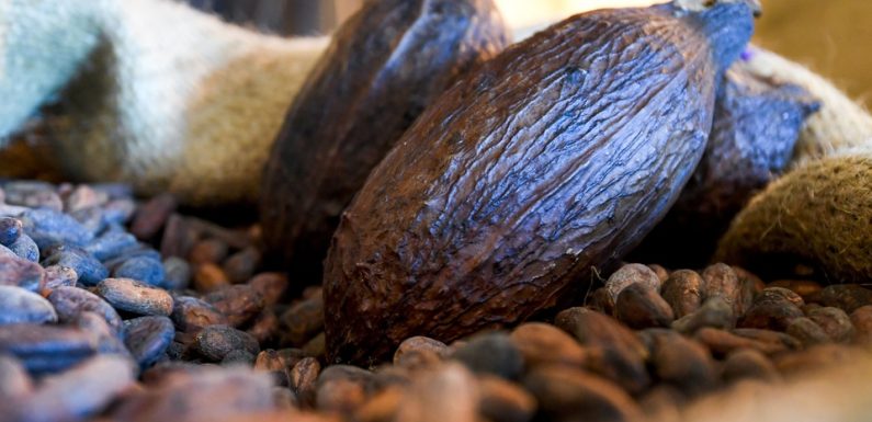 Chocolat: Barry Callebaut va utiliser l’ensemble du fruit du cacaoyer