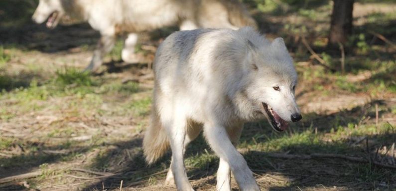 Loups: Déjà 90 abattus en 2019, le plafond relevé à 100