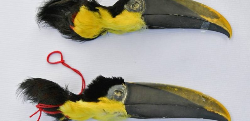 Colombie : Plus d’un millier d’amulettes en morceaux d’animaux saisies à Bogota